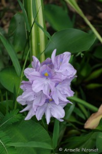 Guadeloupe Août 2015-02653  